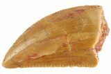 Serrated Raptor Tooth - Real Dinosaur Tooth #332718-1